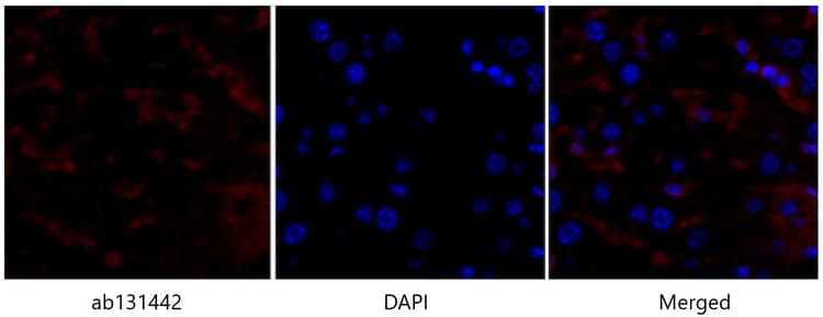 Anti-p53 antibody(AB131442)