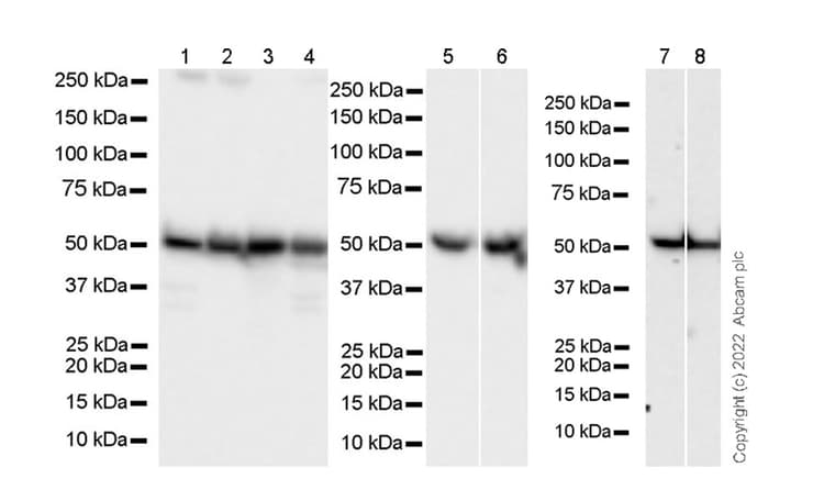 Anti-ATPB antibody [10/ATP](AB289890)