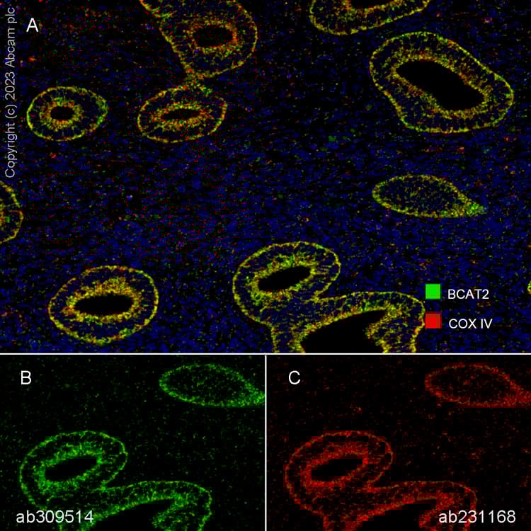 Anti-COX IV antibody [EPR9442(ABC)] - BSA and Azide free(AB231168)