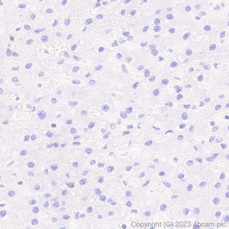 Anti-RUNX1 / AML1 antibody [RM1089] - BSA and Azide free(AB315399)