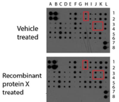 Cytokine Array - Mouse Cytokine Antibody Array (Membrane, 32 Targets)(AB133994)