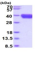 Recombinant Human TROP2 protein (His tag)(AB219424)