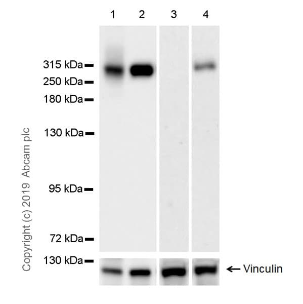 Anti-Fibronectin antibody [EPR23110-46](AB268020)