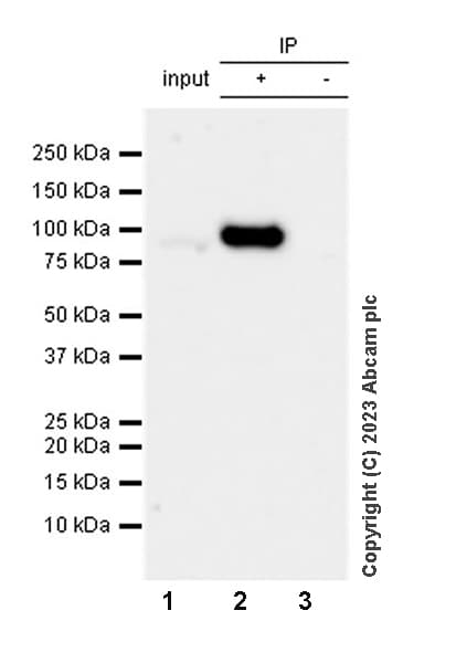 Loxl4 Antibody Epr28300 90 Bsa And Azide Free Ab313798  Immunoprecipitation Img419012