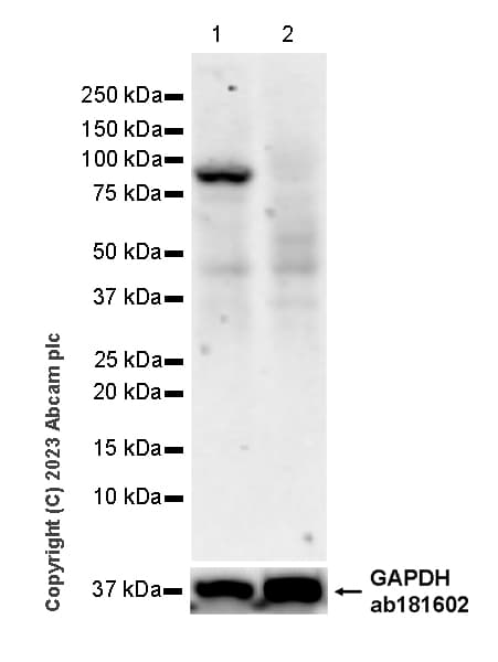 Loxl4 Antibody Epr28300 90 Bsa And Azide Free Ab313798  Western Blot Img419004