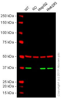 Anti-APE1 antibody [EPR18378-45] - ChIP Grade(AB189474)