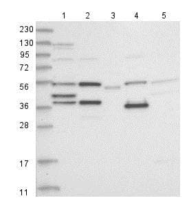 Zcwpw2 Antibody Ab126482  Western Blot Img9983