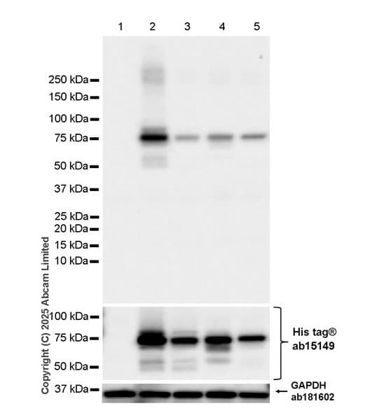 Anti-6X His tag® antibody [AD1.1.10](AB15149)