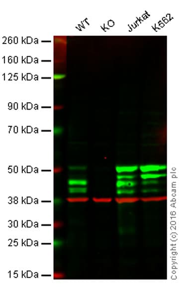 Anti-IKK gamma/NEMO antibody [EPR16629] - BSA and Azide free(AB230832)