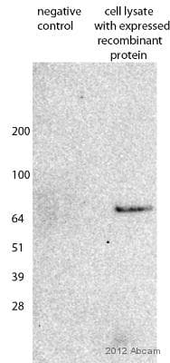 Anti-Strep-tag II antibody(AB76949)