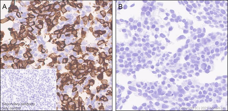 Anti-TPH2 antibody [EPR25100-29] - BSA and Azide free(AB288068)