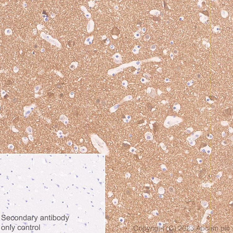 Anti-HCN3 antibody [EPR27844-43] - BSA and Azide free(AB313792)