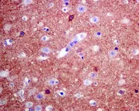 Anti-GABA A Receptor alpha 1 antibody [EPR5401(2)] - BSA and Azide free(AB236057)