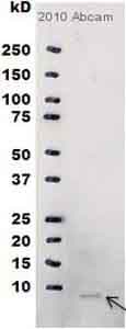 Rabbit Mouse Igg H L Hrp Ab6728 Western Blot Img66717