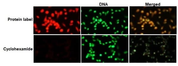 Protein Synthesis Assay Kit (Red)(AB235634)
