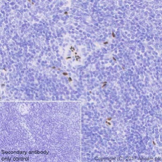 Anti-SOX17 antibody [EPR20684](ab224637)
