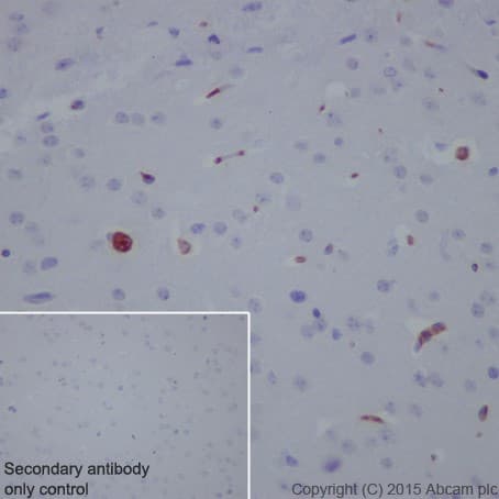 Anti-C3 antibody [EPR19394](AB200999)