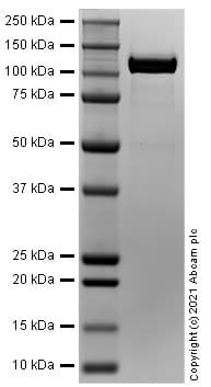 Ab282387  Sds Page Img169501