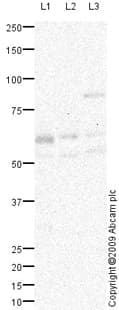 Anti-LAT2 antibody(AB75610)