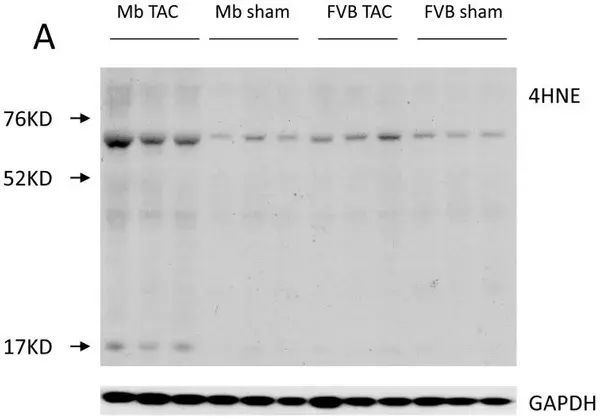 Anti-4 Hydroxynonenal antibody(AB46545)