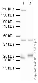 Anti-Prosurfactant Protein C antibody(ab90716)