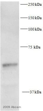 Anti-pan-AKT antibody(AB8805)