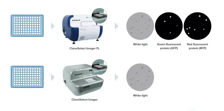 Molecular Devices Clone Select Imager Fl Optimize Clonal Outgrowth Workflow