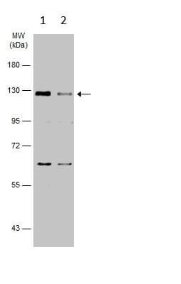 Anti-Dnmt3a antibody - N-terminal(AB228691)