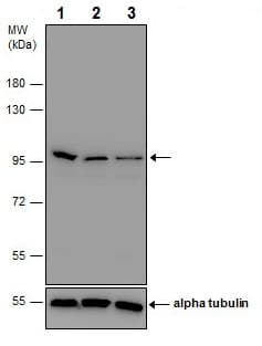 Anti-beta Catenin antibody - ChIP Grade(AB227499)