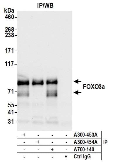 Foxo3a Antibody Blr140h Bsa Free Ab314087  Immunoprecipitation Img420587
