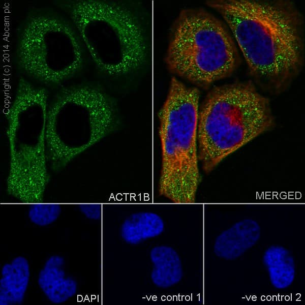 Actr1b Antibody Epr16969 Bsa And Azide Free Ab251406  Immunocytochemistry Immunofluorescence Img135583