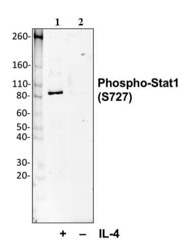 Anti-STAT1 (phospho S727) antibody [Stat1S727-C6](AB278718)
