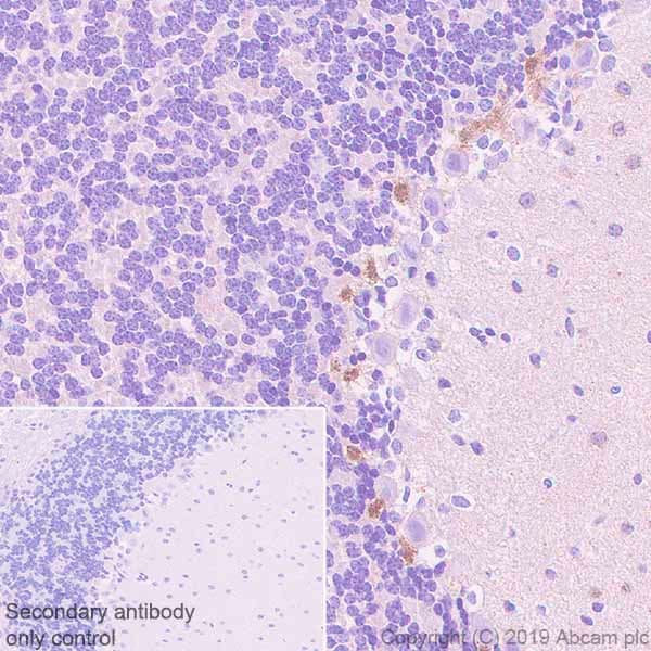 Anti-PSD95 antibody [EPR23124-118] - Synaptic Marker(AB238135)