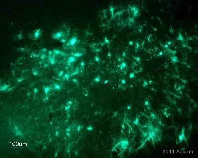 Biotin Anti-GFP antibody(AB6658)