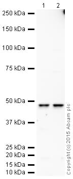 HRP Anti-YB1 antibody [EP2708Y](AB204014)