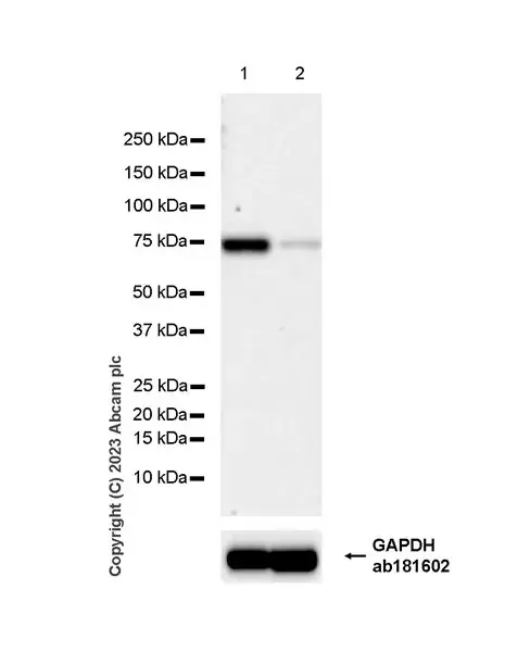 Anti-METTL16 antibody [EPR27236-78](AB313743)