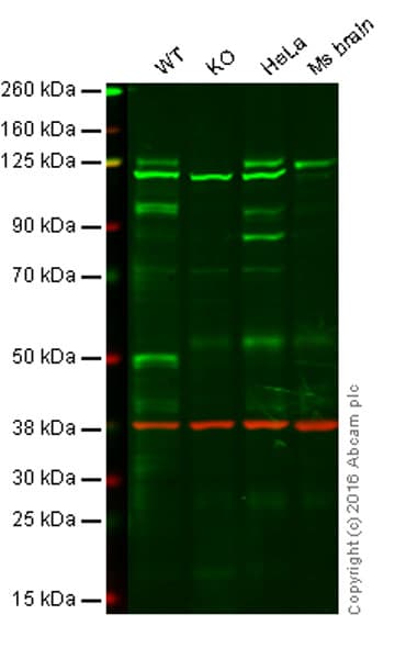 Anti-Dnmt3a antibody [EPR18455](AB188470)