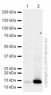Anti-Histone H3 (tri methyl K27) antibody [EPR18607] - ChIP Grade(AB192985)