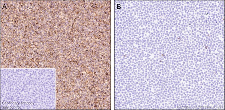 Gentamicin Antibody Epr27991 65 Bsa And Azide Free Ab314127  Immunohistochemistry Formalin Pfa Fixed Paraffin Embedded Sections Img419856