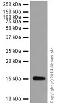 Anti-Histone H3 (di methyl K9) antibody [EP16990] - ChIP Grade(AB176882)