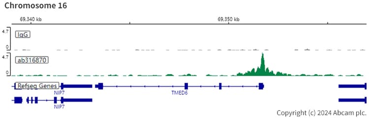 Hnf1 Alpha Antibody Rm1094 Bsa And Azide Free Ab316871  Chic Cut Run Sequencing Img428324