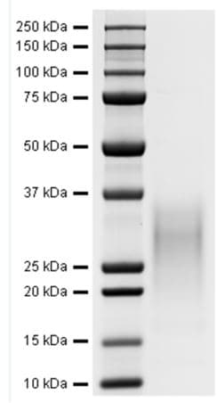 Recombinant Human IL-13 protein (Active)(AB270079)
