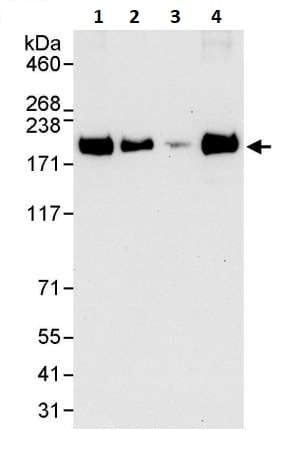 Eea1 Antibody Ab264245  Western Blot Img66609