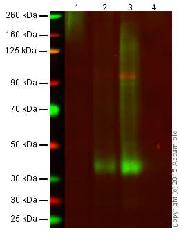 Anti-CXCR4 antibody [UMB2](AB124824)
