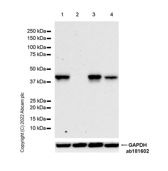 Anti-SLC7A5/LAT1 antibody [EPR26260-66] - BSA and Azide free(AB305252)