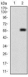 Pdk2 Antibody 3f2d7 Ab201964  Western Blot Img57203