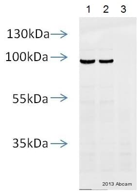 Anti-HA tag antibody [HA.C5](AB18181)