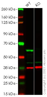Amf Antibody 1b7d7 Ab66340  Western Blot Img53103