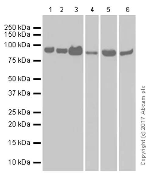 Anti-VCP antibody [EPR3307(2)](AB109240)