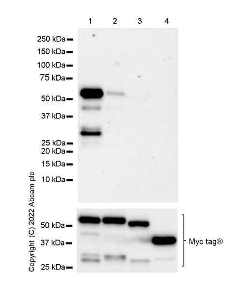 Hnrnp H Antibody Epr25302 12 Bsa And Azide Free Ab289999  Western Blot Img165341